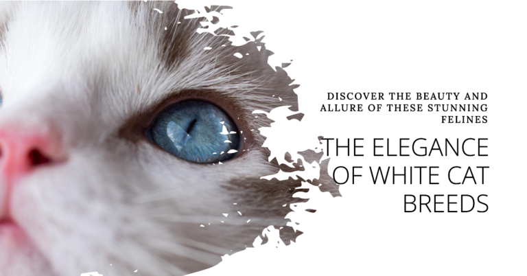 Unveiling the Elegance and Allure of White Cat Breeds