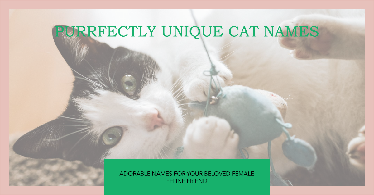 Unique and Adorable Female Cat Names for Your Beloved Feline Friend