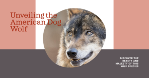 Unveiling the American Dog Wolf: A Majestic Species of the Wild